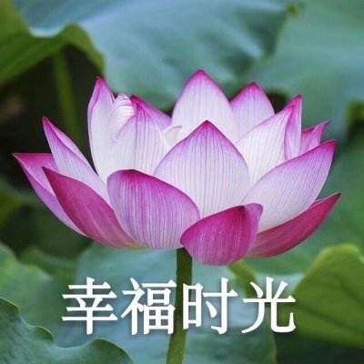 机动部队战争游戏下载