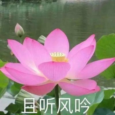 劳拉快打破解版下载
